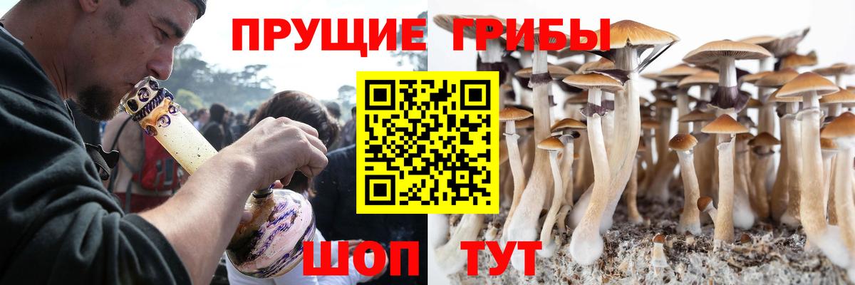 Псилоцибиновые грибы Psilocybe Череповец